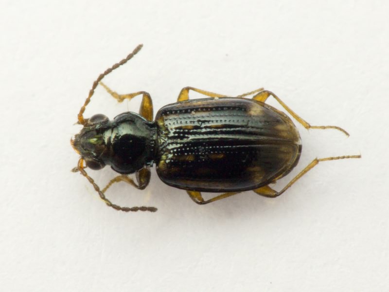Bembidion (Trepanes) octomaculatum (Goeze, 1777)